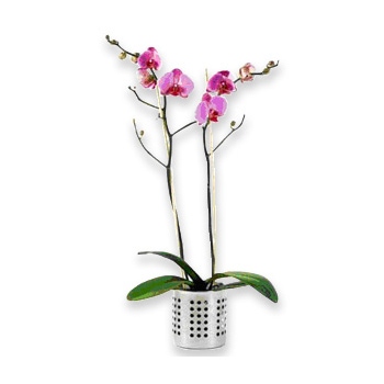 Za naszym pośrednictwem wyślij różową orchideę do Wielkiej Brytanii - {product_name}